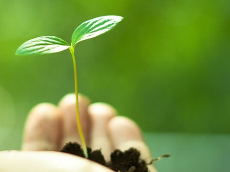 plant sprout in palm of hand